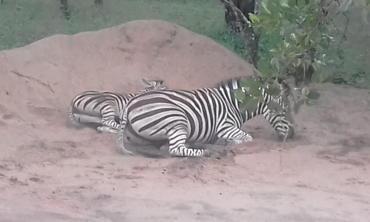 Nanisto Bush Lodge Marloth Park Exterior photo