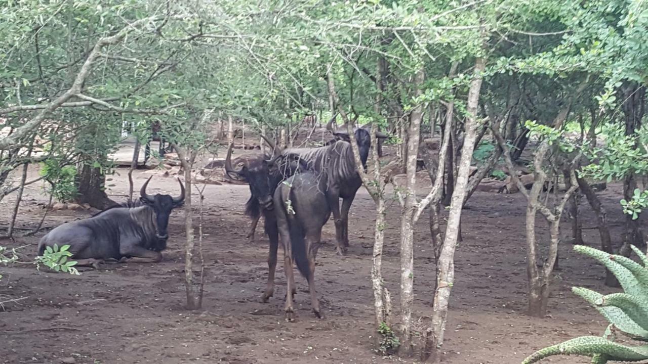 Nanisto Bush Lodge Marloth Park Exterior photo